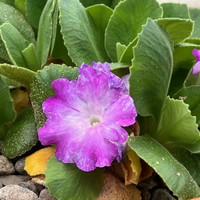 Primula auricula 'Adrienne'